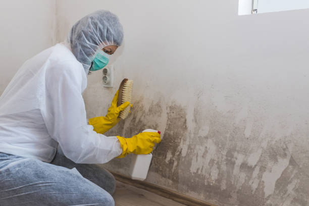 Portland, MI Mold Remediation Company