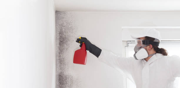 Best Post-Flood Mold Remediation in Portland, MI