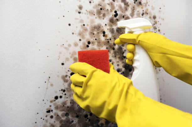  Portland, MI Mold Removal Pros
