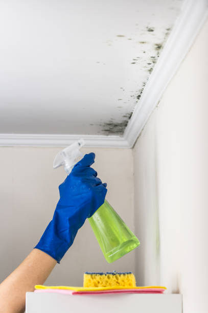 Best DIY Mold Remediation Support Services in Portland, MI